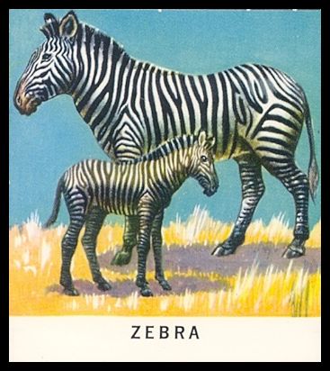 8 Zebra